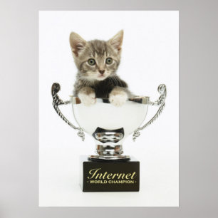 Póster Gatito en un trofeo