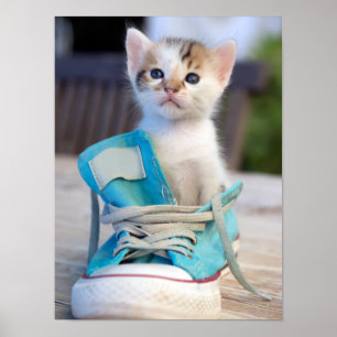 Póster Gatito en un zapato