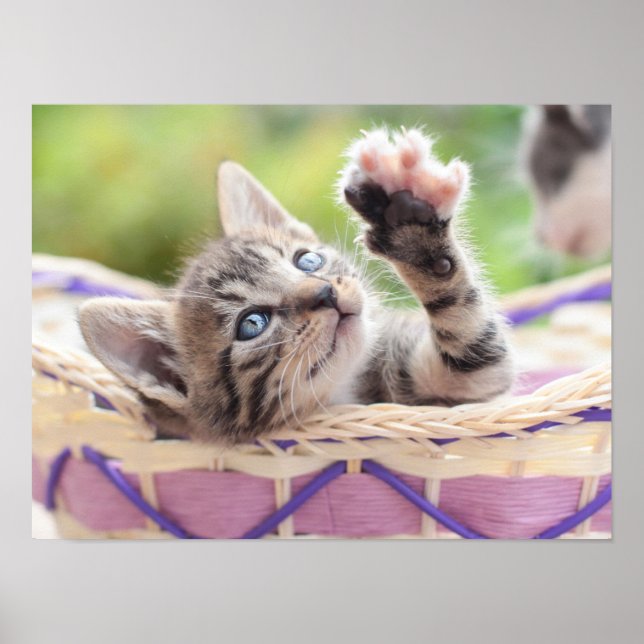 Póster Gatito En Una Cesta (Frente)