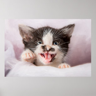 Póster Gatito enojado con efecto de pintura al aceite
