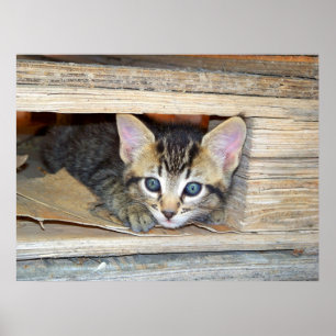 Póster Gatito Escóndete y busca