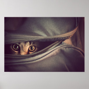 Póster Gatito joven del Tabby