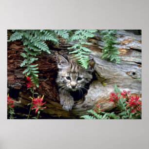 Póster gatito Lince-verano-joven en registro hueco