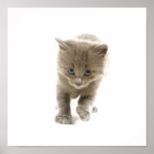 Póster gatito lindo