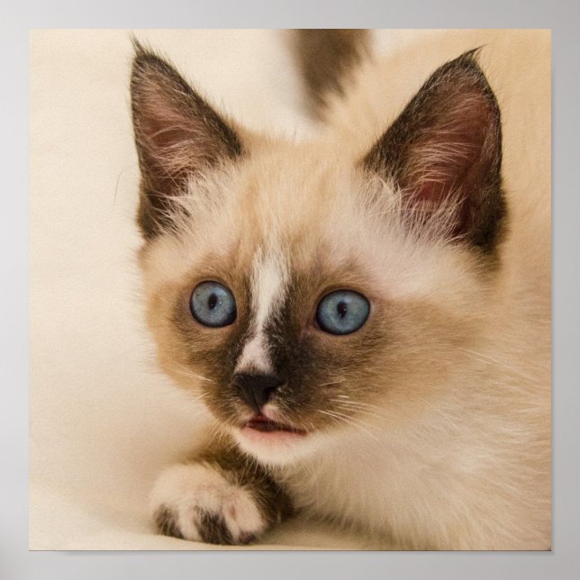 Póster Gatito lindo con ojos azules (Frente)