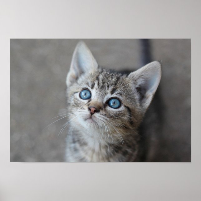 Póster Gatito lindo en el jardín (Frente)