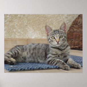 Póster Gatito Majestuoso