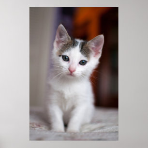 Póster Gatito manchado blanco