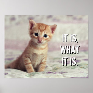Póster Gatito minúsculo del jengibre