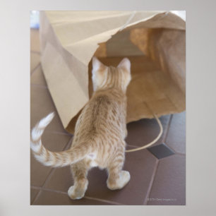 Póster Gatito mirando el abismo de una bolsa
