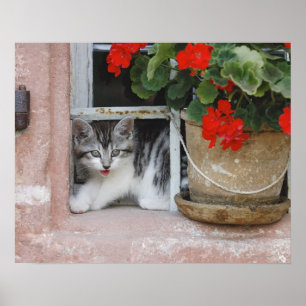 Póster Gatito mirando por la ventana