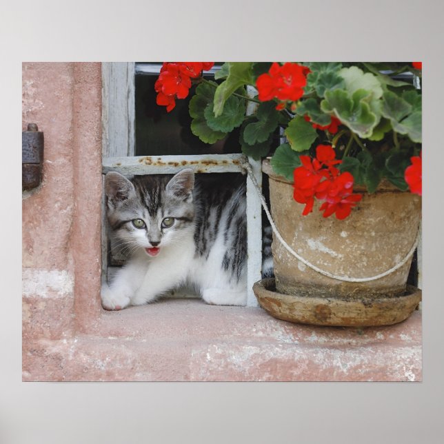 Póster Gatito mirando por la ventana (Frente)
