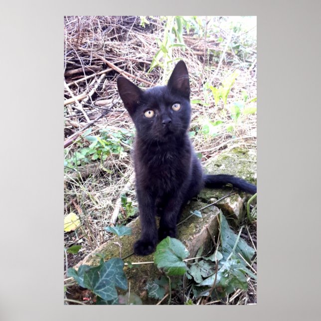 Póster Gatito Negro (Frente)