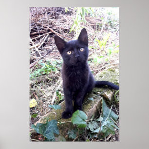 Póster Gatito Negro