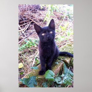 Póster Gatito negro