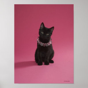 Póster Gatito negro con collar de joyas