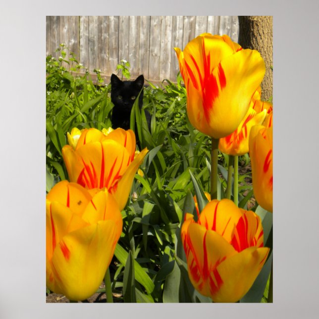 Póster Gatito negro en Poster de Tulips (Frente)