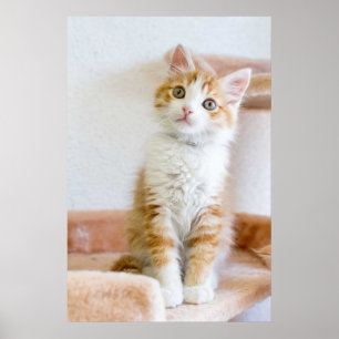 Póster Gatito observado azul dulce