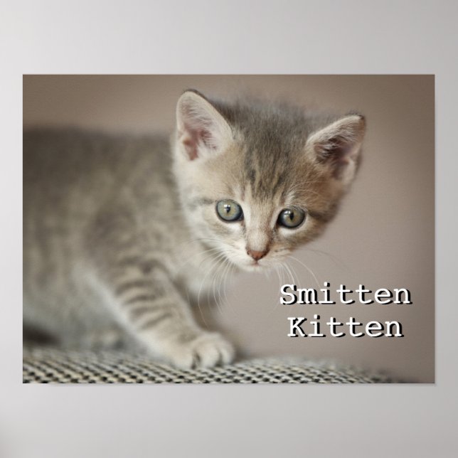 Póster Gatito pequeño (Frente)