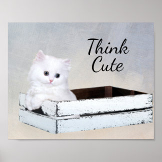 Póster Gatito persa blanco