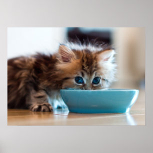 Póster Gatito persa joven