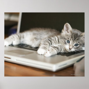 Póster Gatito que descansa sobre el ordenador portátil