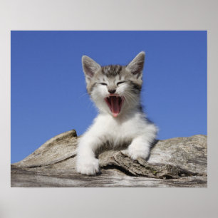 Póster Gatito que miente en el registro, bostezando,