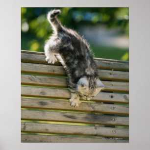 Póster Gatito que se mueve abajo en banco