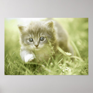 Póster Gatito que toma medidas en la hierba