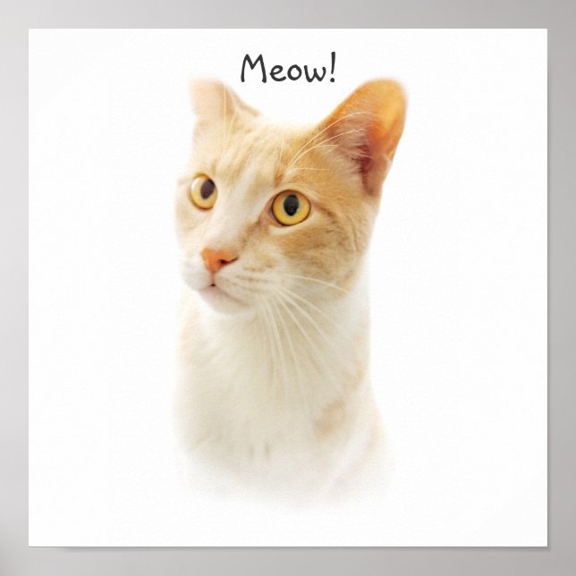 Póster Gatito rubio maravilla preguntándose (Frente)