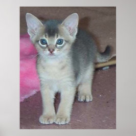 Póster Gatito Seis Semanas