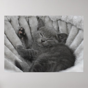 Póster Gatito somnoliento