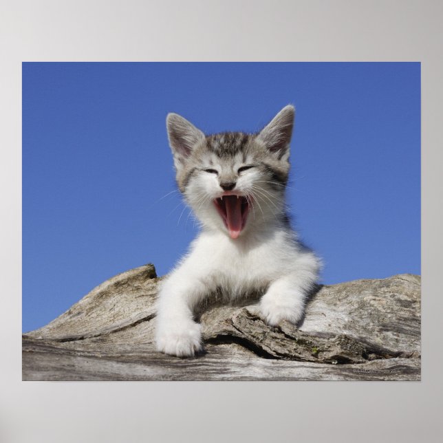 Póster Gatito tirado en tronco, bostezo, acercamiento (Frente)