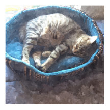 Gatito Toma una Siesta, Gato Atigrado Durmiendo en