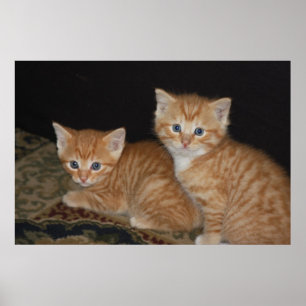 Póster Gatitos