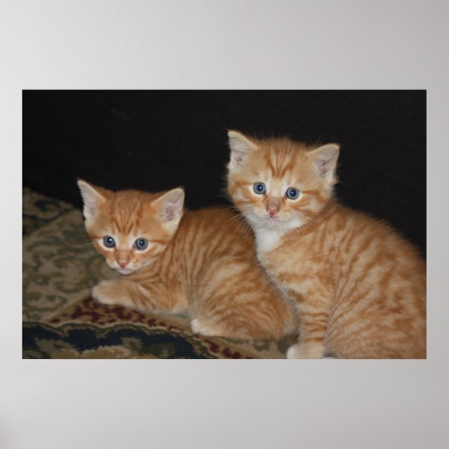 Póster Gatitos (Frente)