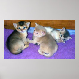 Póster Gatitos abisinios de 3 semanas de edad