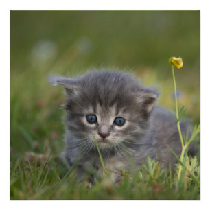 Póster Gatitos Adorables