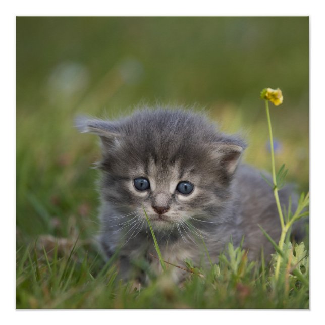 Póster Gatitos Adorables (Anverso)