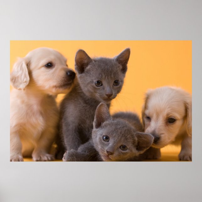 Póster Gatitos azules rusos y cachorros dachshund (Frente)