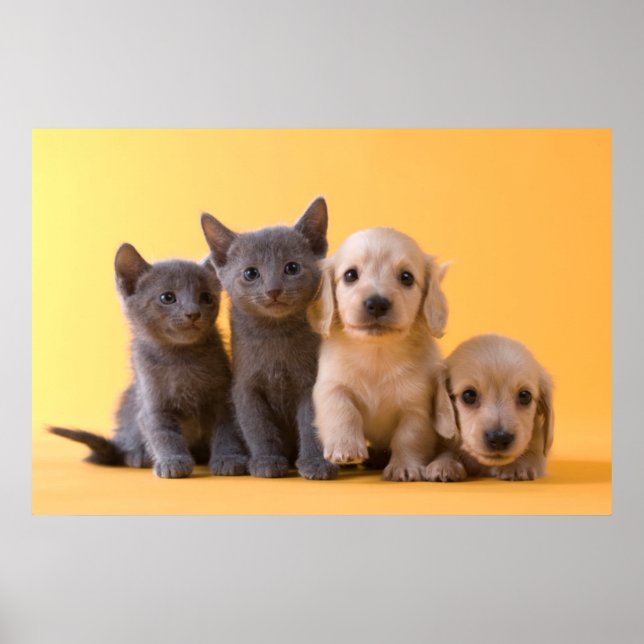 Póster Gatitos Azules Rusos Y Cachorros De Dachshund (Frente)