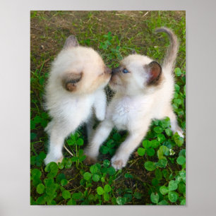 Póster gatitos besándose