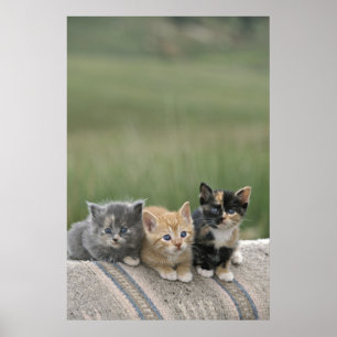 Póster Gatitos de granero en una manta de caballo