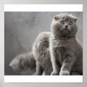 Póster Gatitos de heces de Escocia