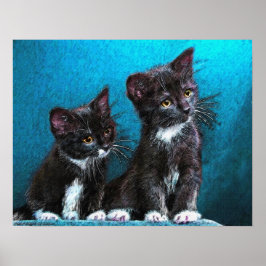 Póster gatitos de tuxedo