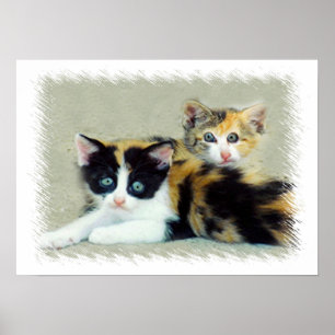 Póster Gatitos divertidos frente a frente