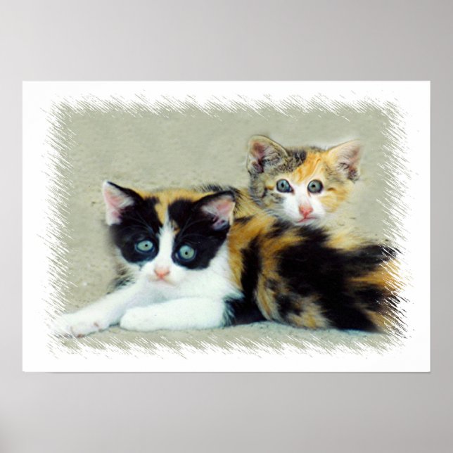 Póster Gatitos divertidos frente a frente (Frente)
