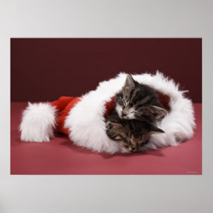 Póster Gatitos durmiendo juntos en Navidades gorra