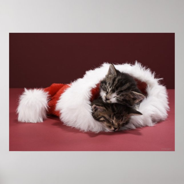 Póster Gatitos durmiendo juntos en Navidades gorra (Frente)