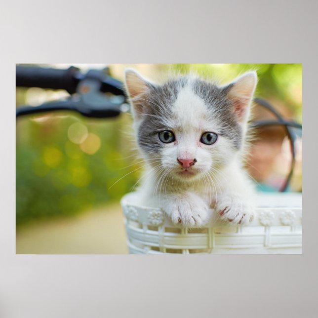 Póster Gatitos En Bicicleta (Frente)
